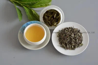 Green Tea Factory Premium Bio-Tee Op 9101